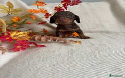Miniature Dachshund dogs for sale: Beautiful chocolate and tan miniature dachshund  - Image 14