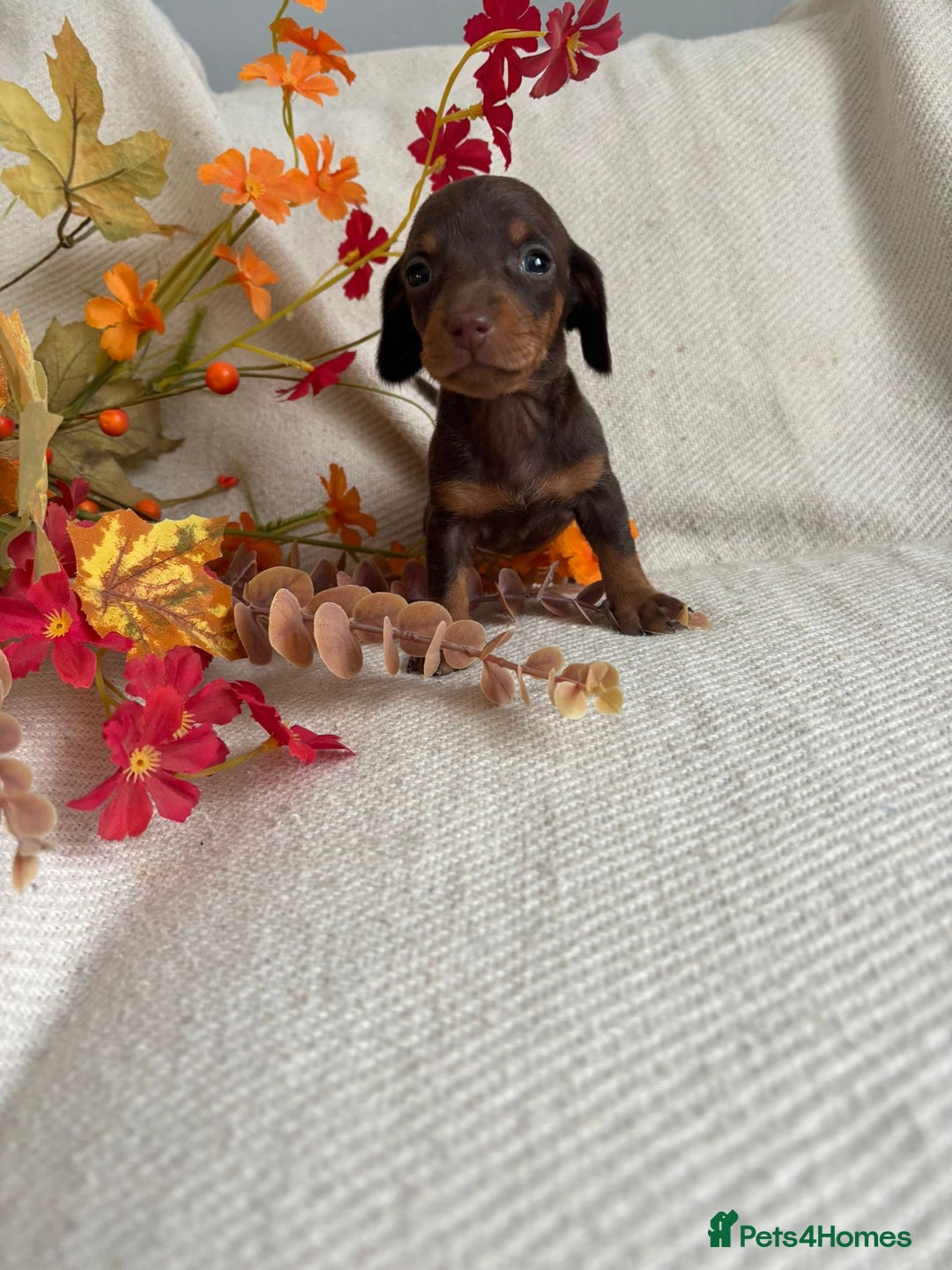 Miniature Dachshund dogs for sale: Beautiful chocolate and tan miniature dachshund  - Image 14
