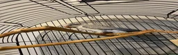 Parrots birds for sale: X2 quaker parrots monk parakeets  - Advert 4