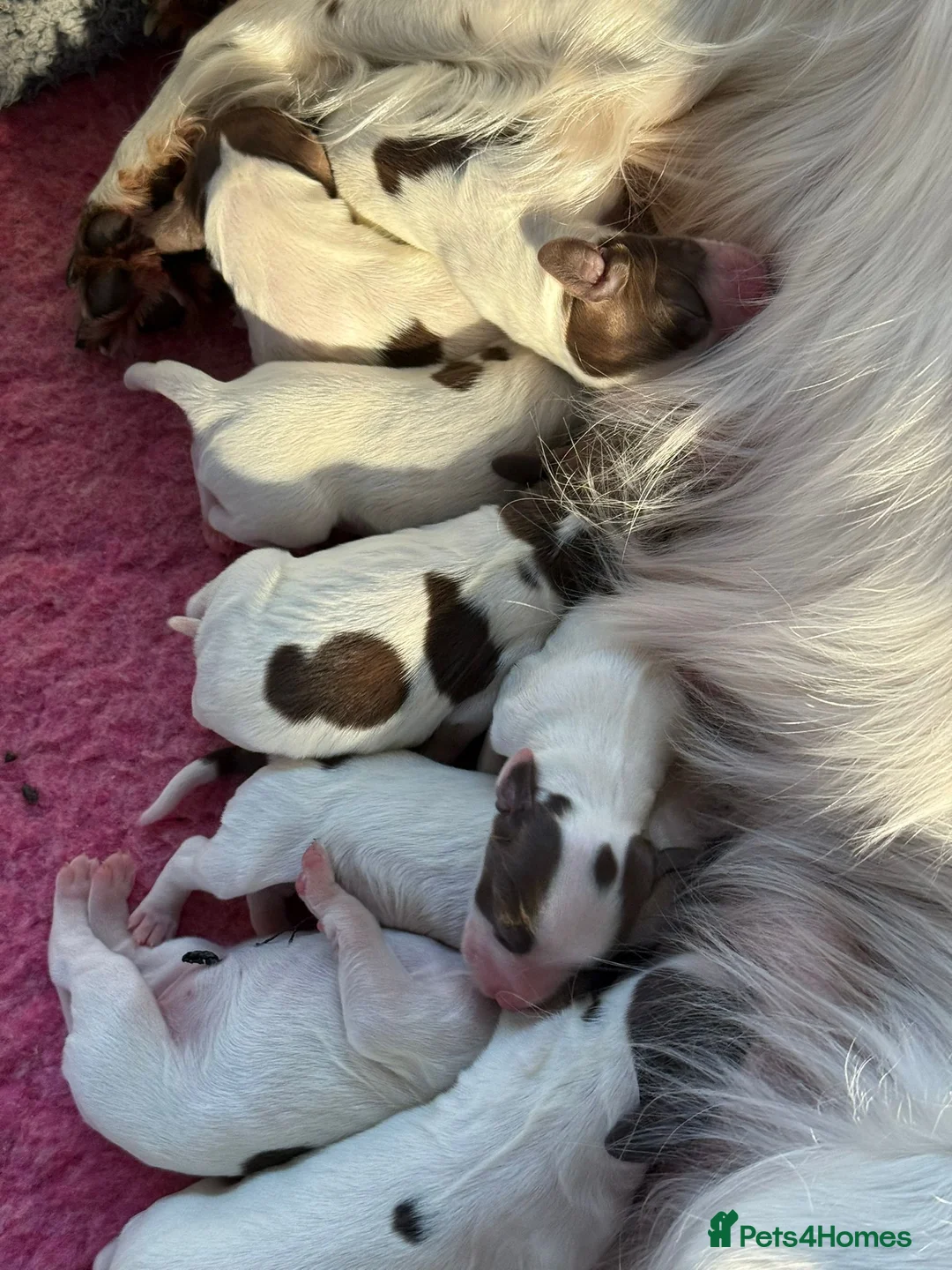 English Springer Spaniel dogs for sale:  Health tested Springer Spaniel puppies - Advert 10