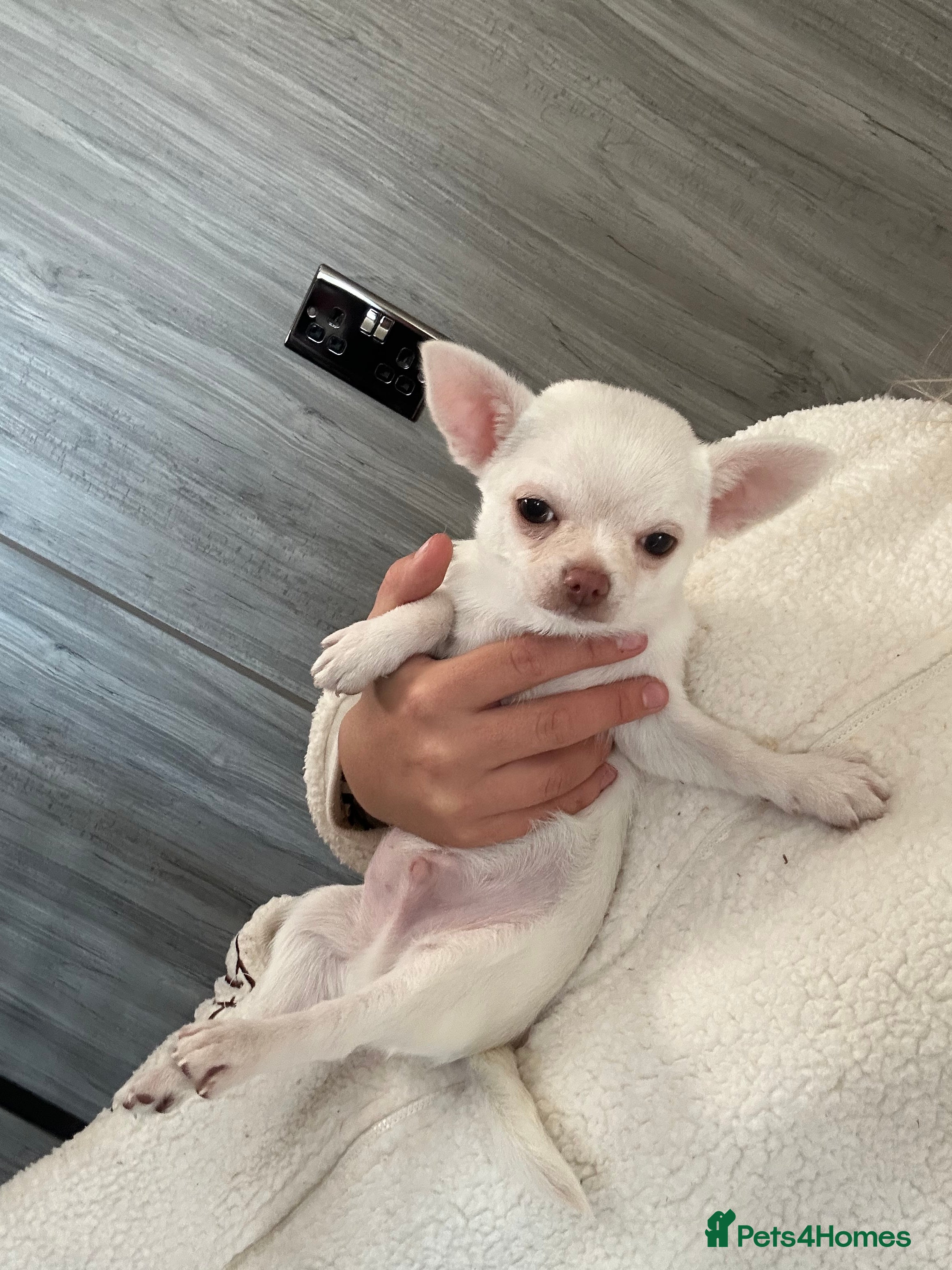 Chihuahua dogs Chihuahua  - Advert 14