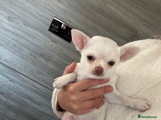 Chihuahua dogs Chihuahua - Advert 9