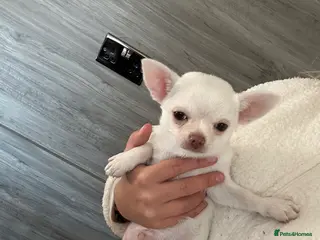 Chihuahua dogs Chihuahua - Advert 16