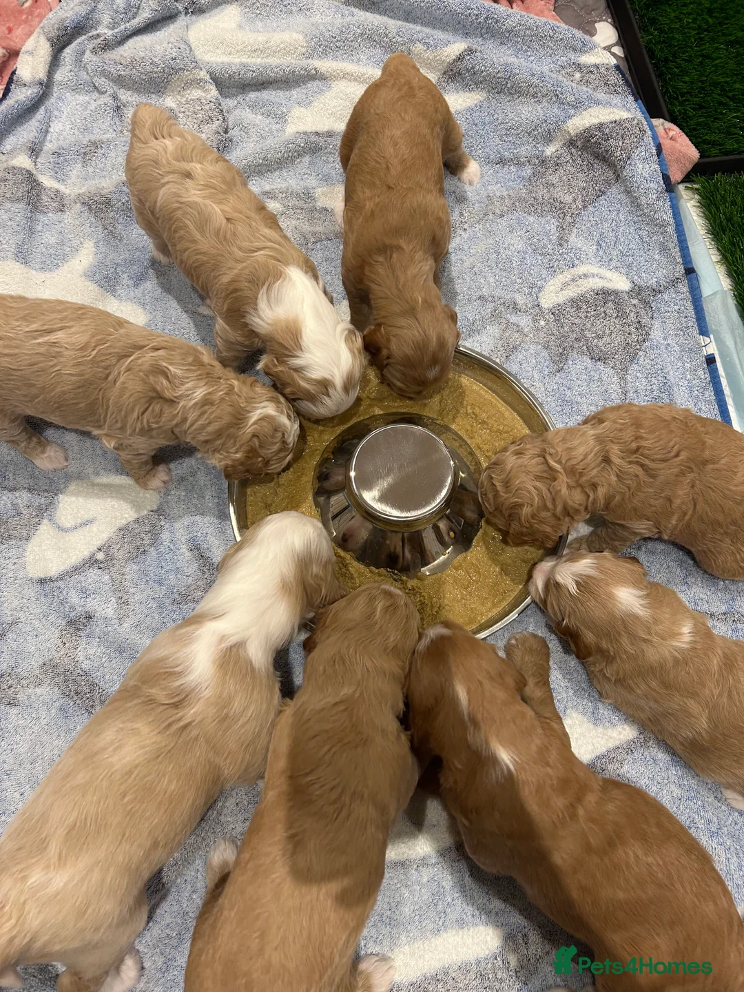 Mixed Breed dogs for sale: Mini Goldendoodle / Aussiedoodle Doubledoodles - Advert 11