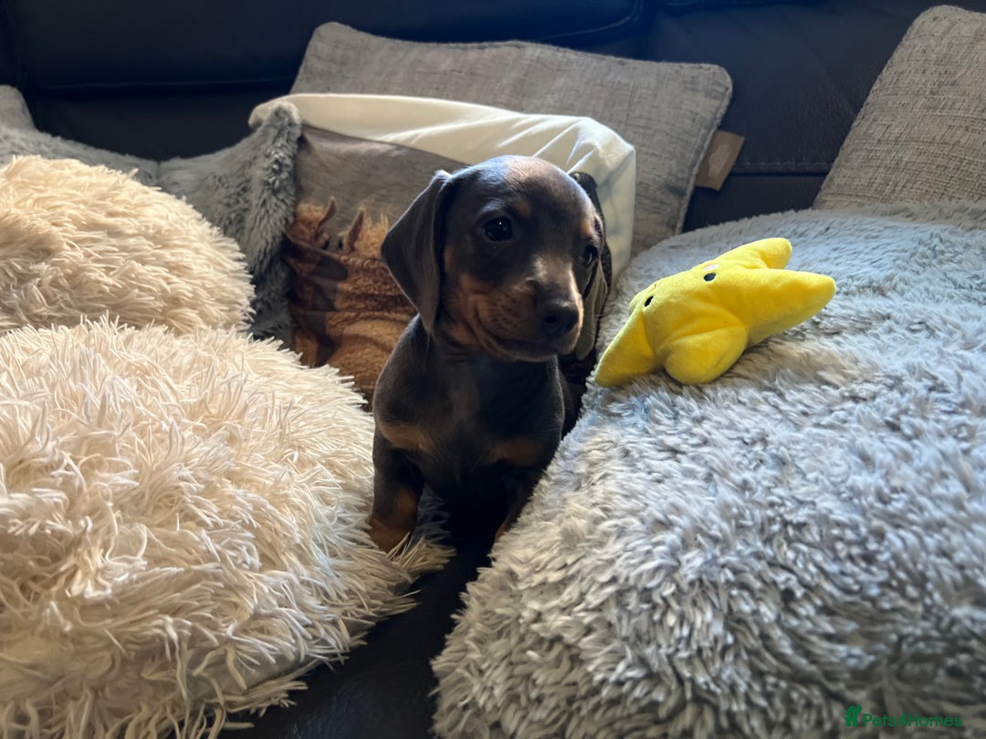 Miniature Dachshund dogs for sale: Adorable Blue and Tan puppies  - Image 8