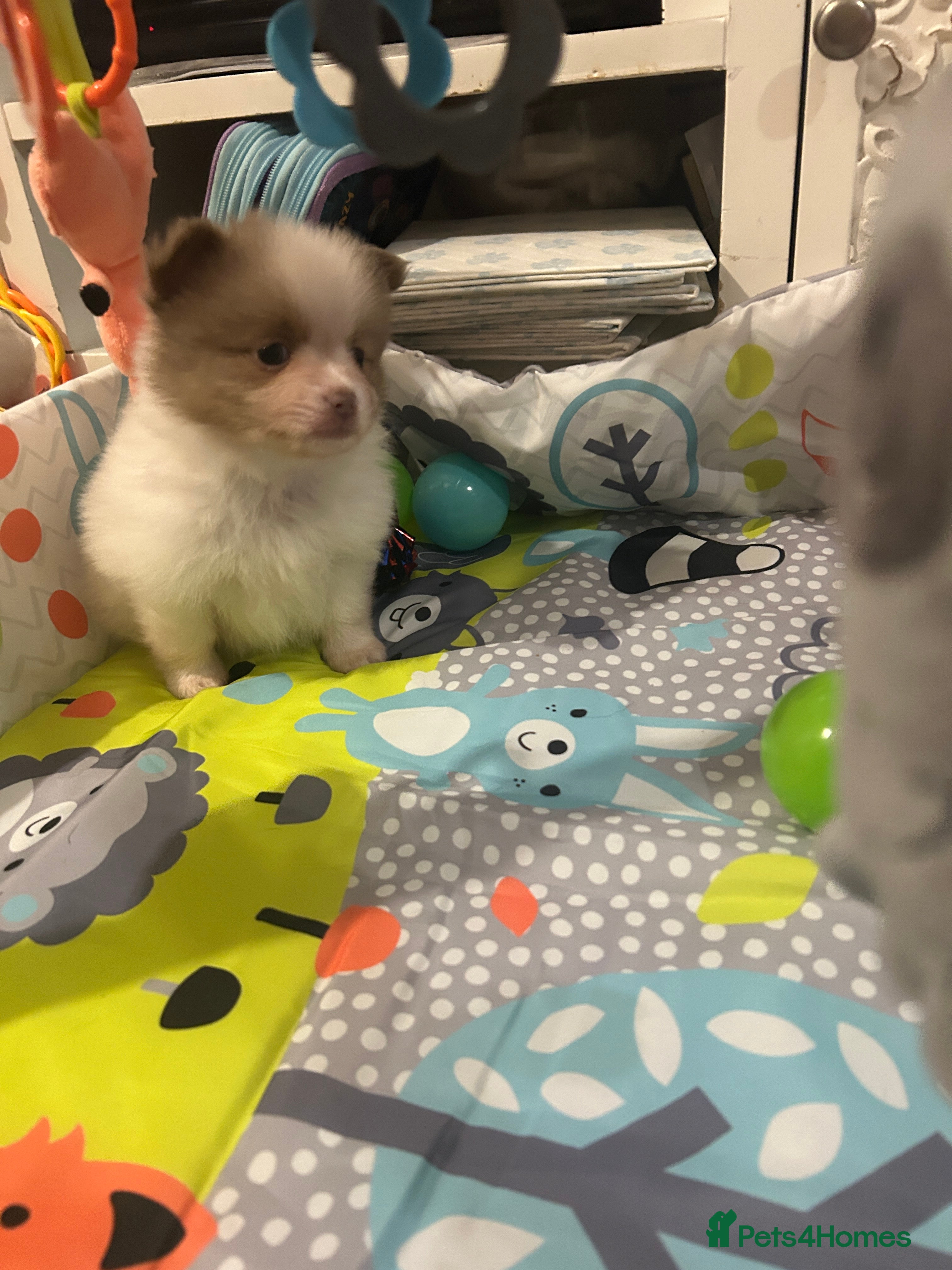 Pomeranian dogs Kc rainbow 🌈 Pomeranians  - Advert 2