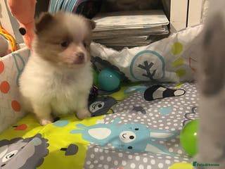 Pomeranian dogs Kc rainbow 🌈 Pomeranians - Advert 6