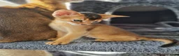 Abyssinian cats for sale: LAST TWO BOYS,champion line Abyssinian kittens🎖 - Advert 23