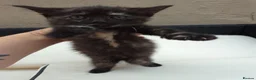 Mixed Breed cats for sale: Lovely kittens  - Advert 5