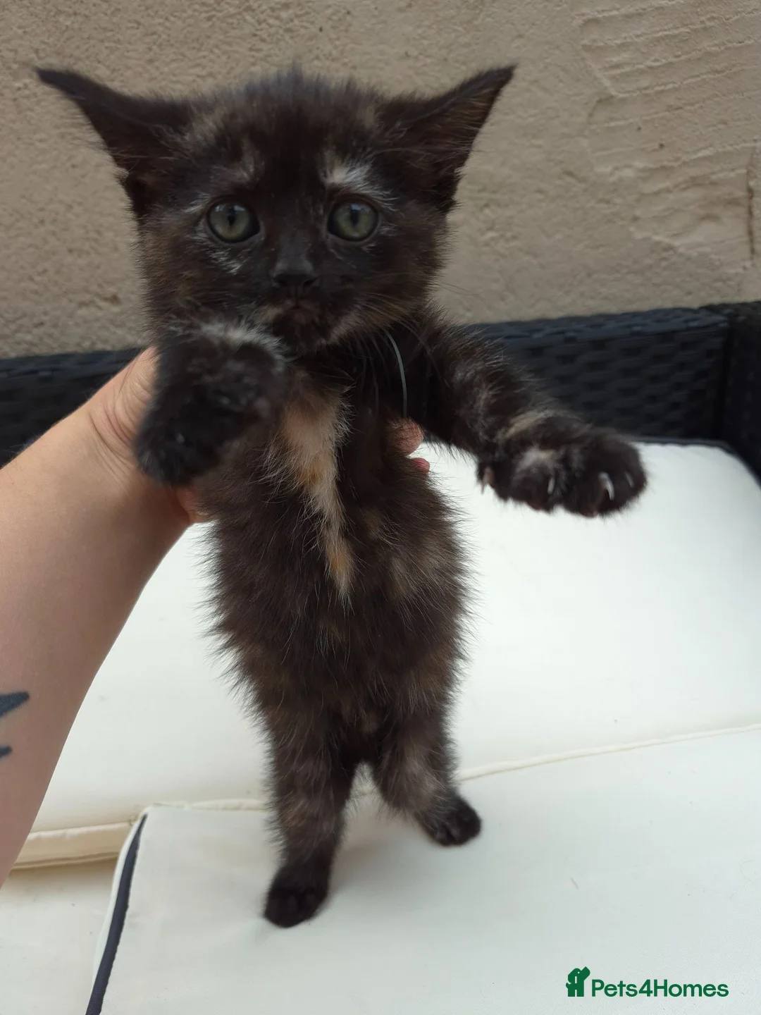 Mixed Breed cats for sale: Lovely kittens  - Advert 5