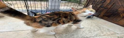Mixed Breed cats for sale: Male tabby kittens  - Advert 1