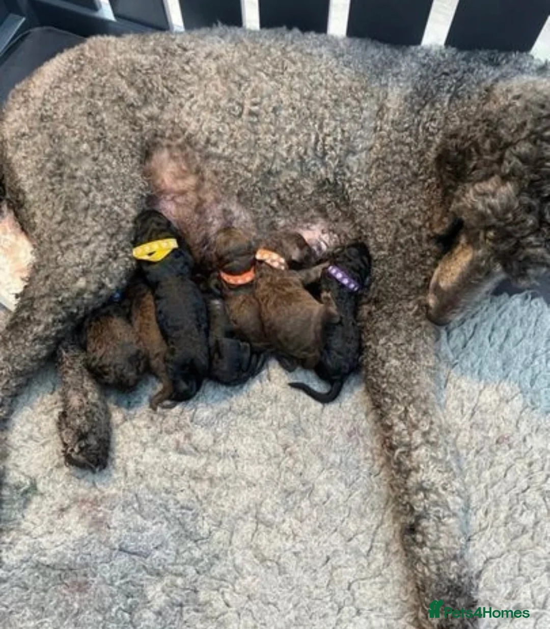 Standard Poodle dogs for stud: Champion Proven Gentle Poodle Available for Stud in Swindon - Advert 18