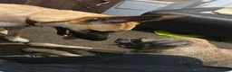 Belgian Shepherd Dog dogs for sale: 9 month old Belgian Malinois  - Advert 3