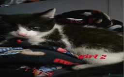 Mixed Breed cats for sale: Russian blue mix kittens  - Image 4