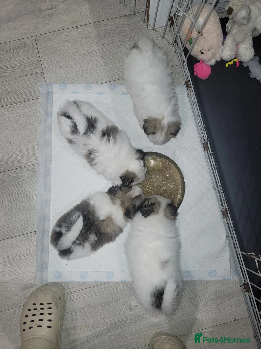Mixed Breed dogs for sale: Shiranian-shihtzu cross pomeranian  - Advert 8
