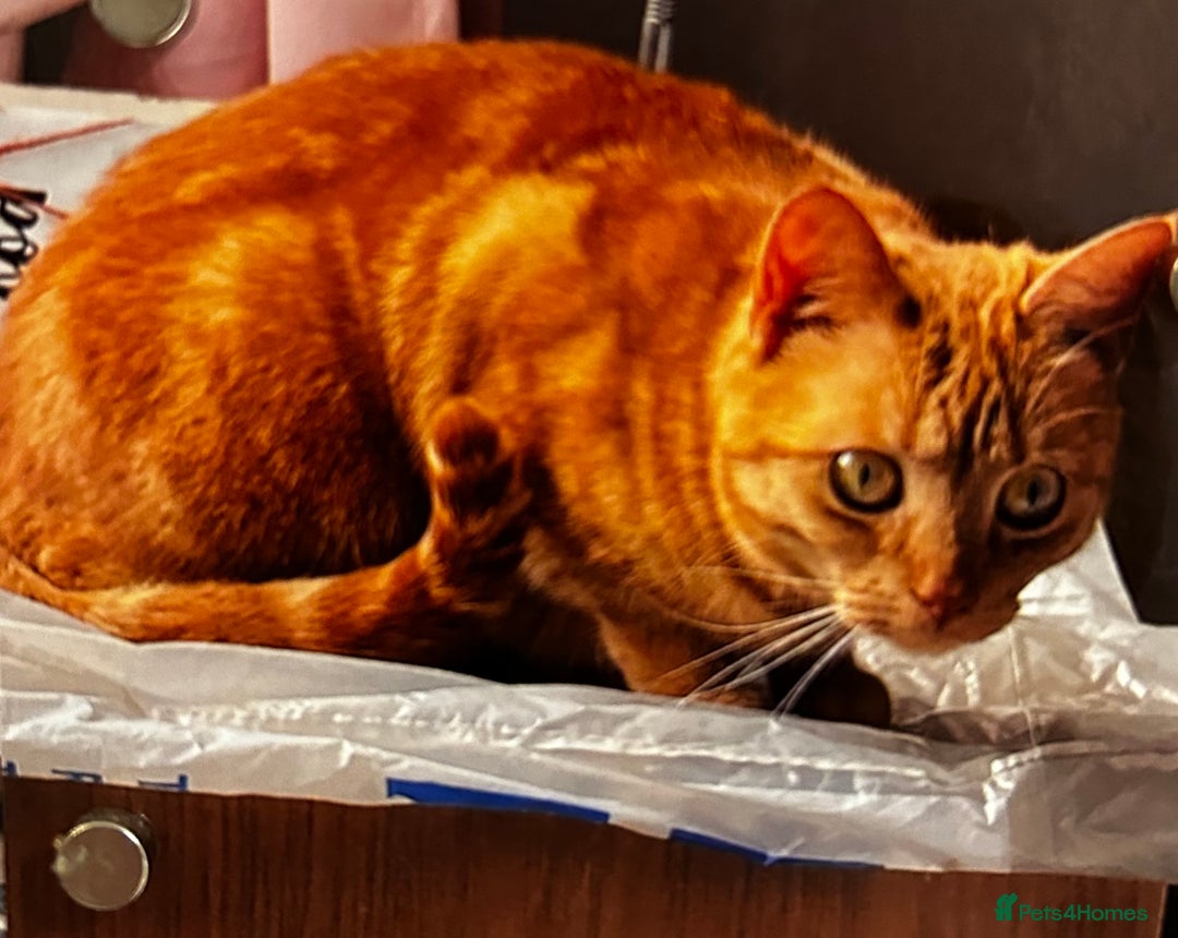 British Shorthair cats for sale: Mother of 2 Kittens Available to buy - Advert 24