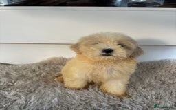 Cavachon dogs for sale: Little of cavachon pups for sale  - Advert 13