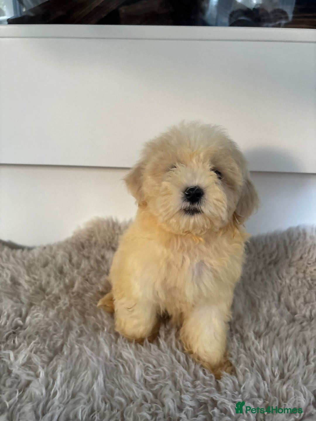 Cavachon dogs for sale: Little of cavachon pups for sale  - Advert 13