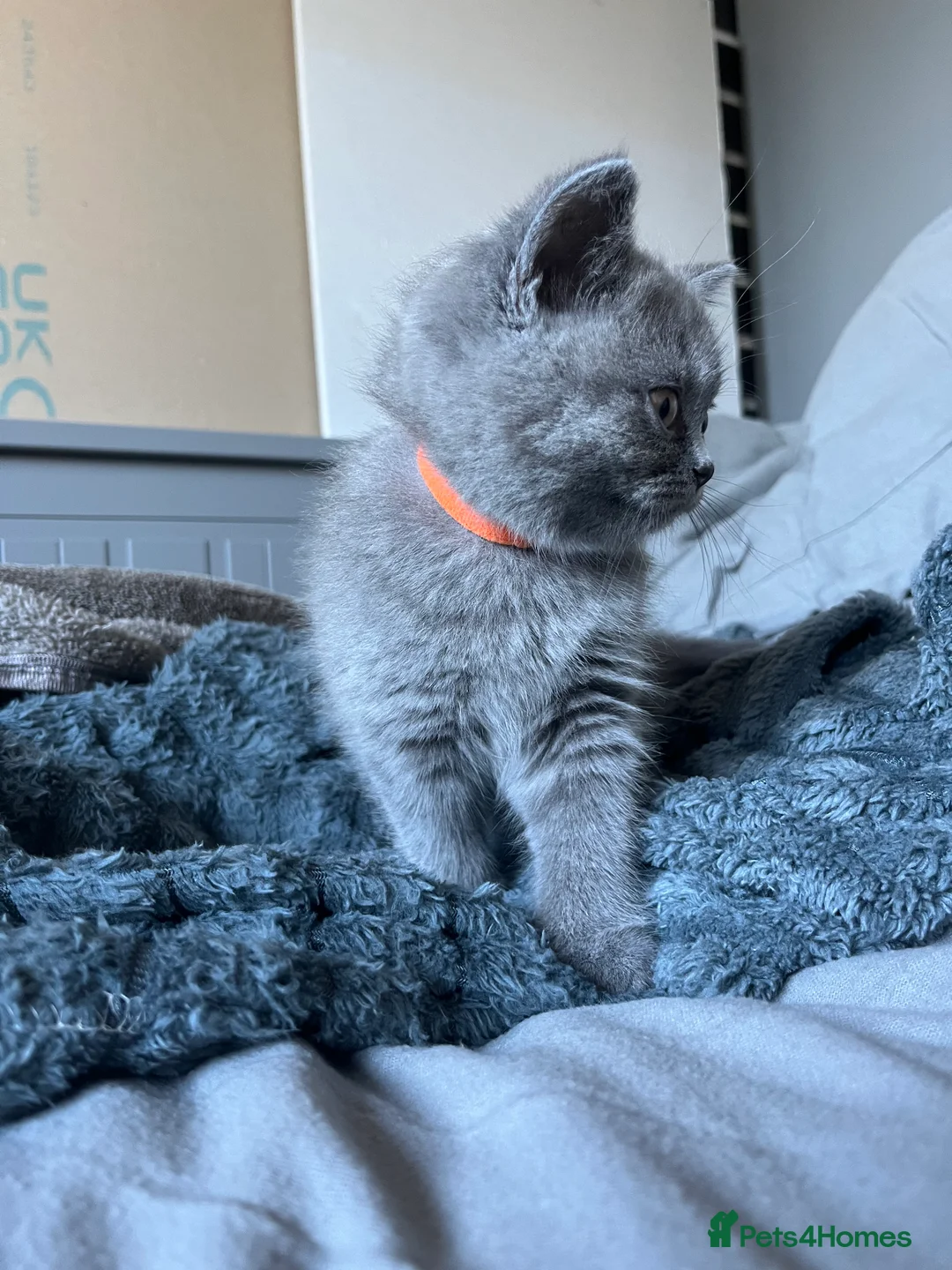 British Shorthair cats for sale: Lovely british shorthair kittens  - Advert 10