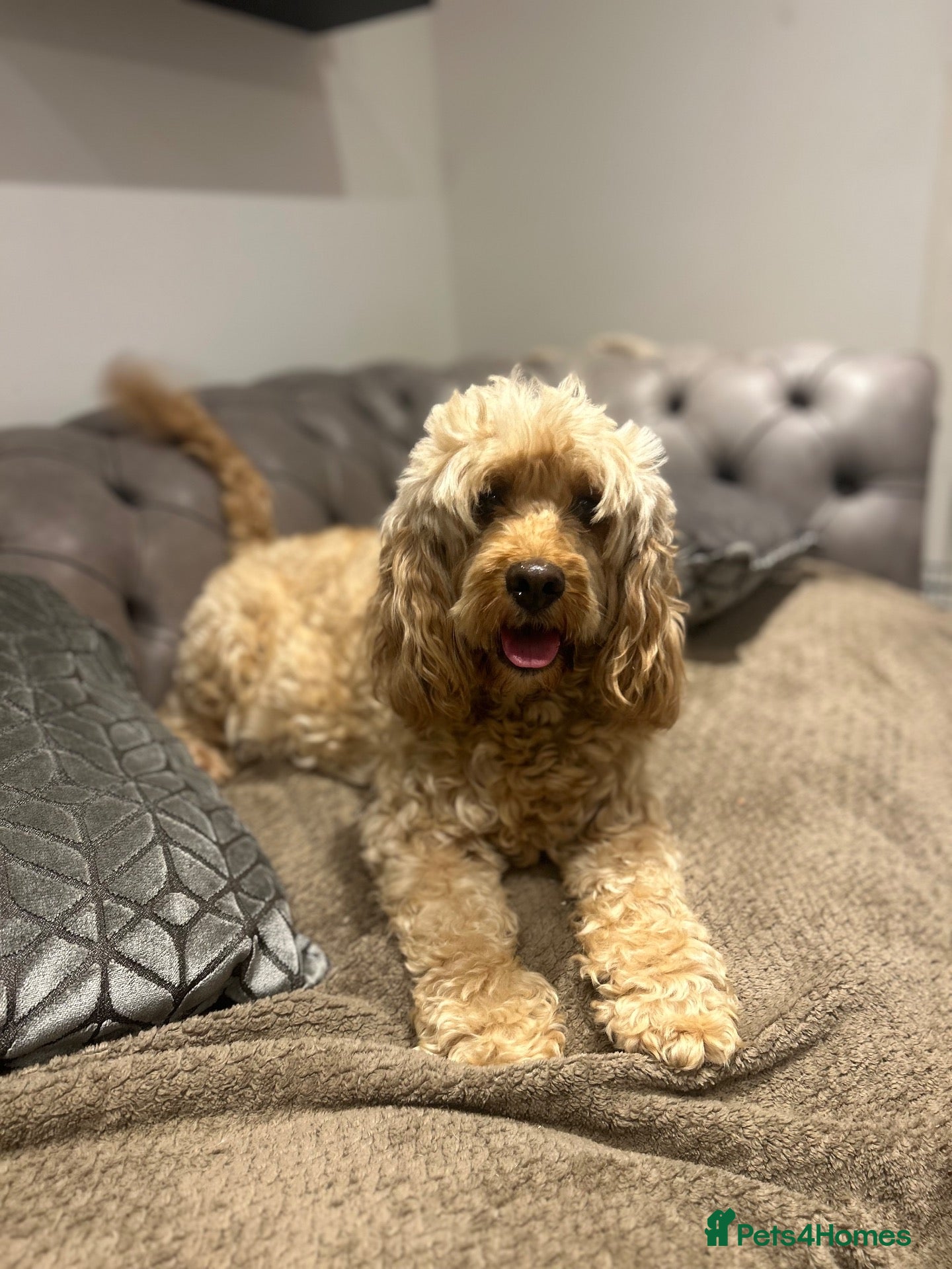 Cavapoo dogs Cute curly red cavapoos!  - Advert 2