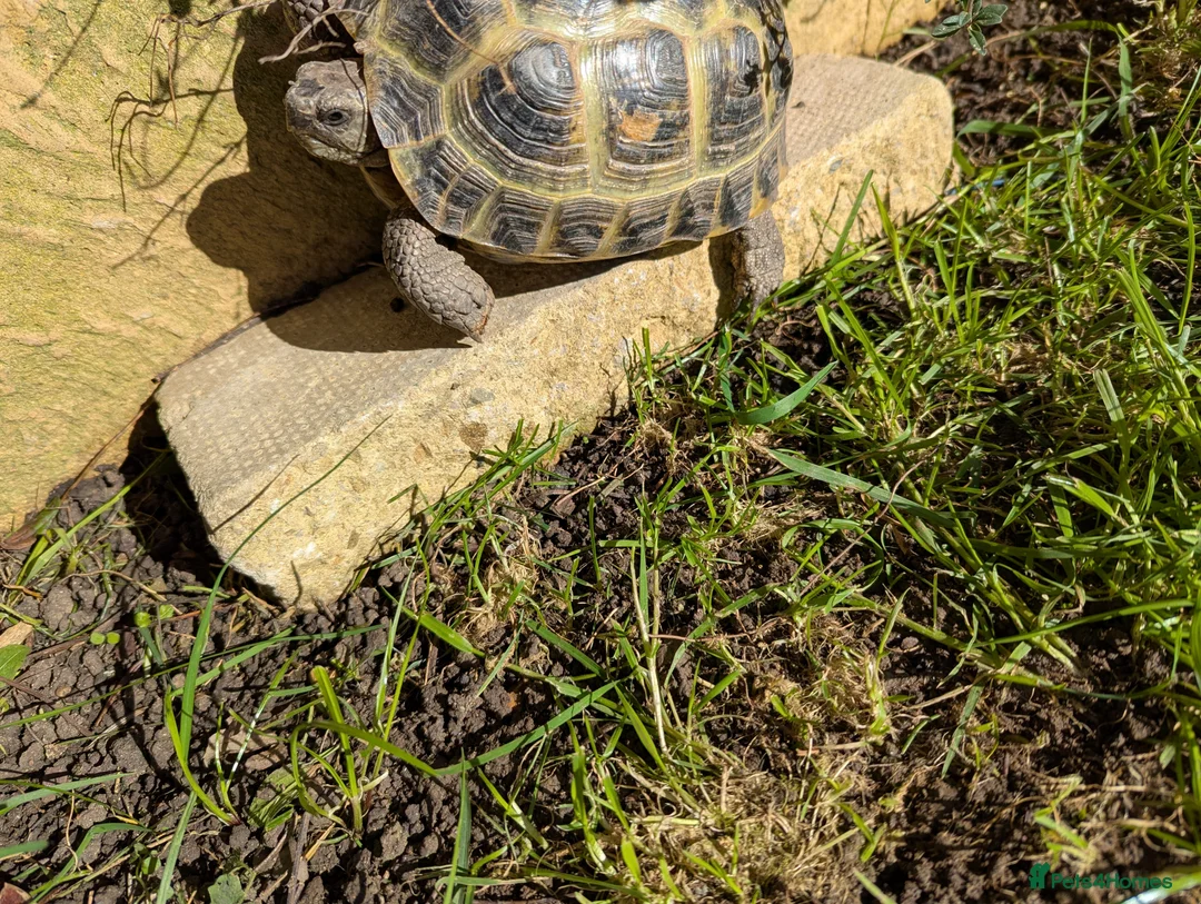 Tortoise reptiles for sale: Horsefield Tortoises - Advert 2