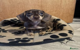 Dachshund dogs for sale: Minature Dachsund - Image 2