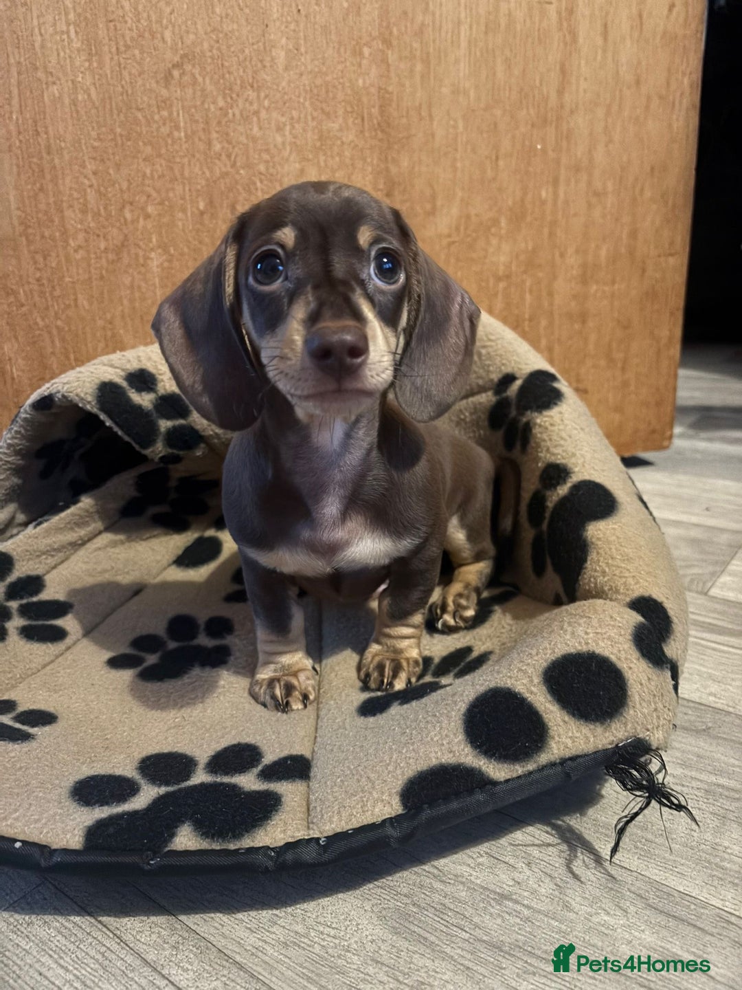 Dachshund dogs for sale: Minature Dachsund - Image 2