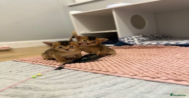 Abyssinian cats - Advert 2