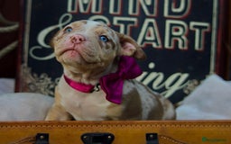 American Bully dogs for sale: Last boy left 🔥🔥🔥 - Image 15
