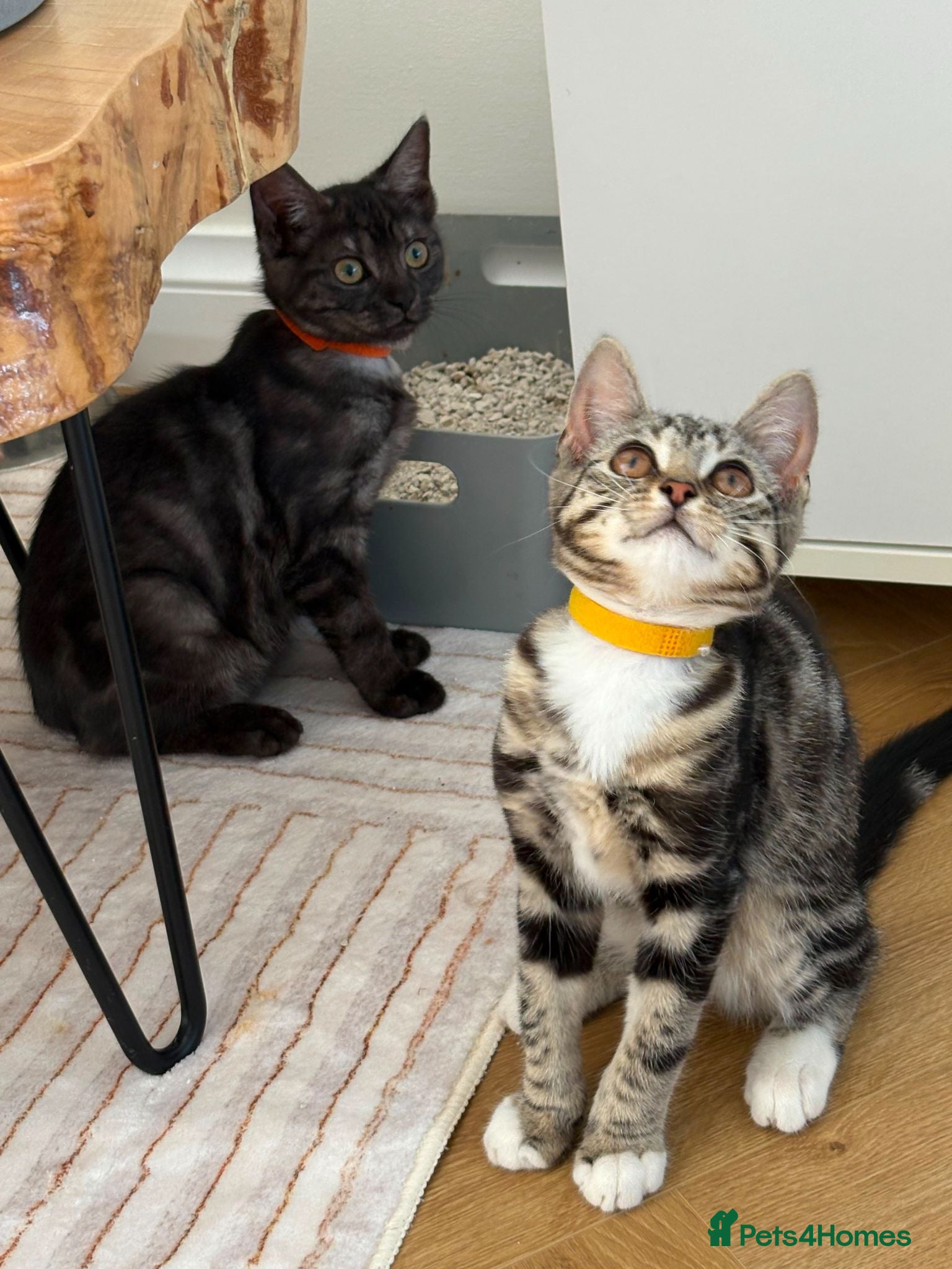 Mixed Breed cats 3 Lovely Kittens Ready To Join Your Family Today😻 - Advert 1