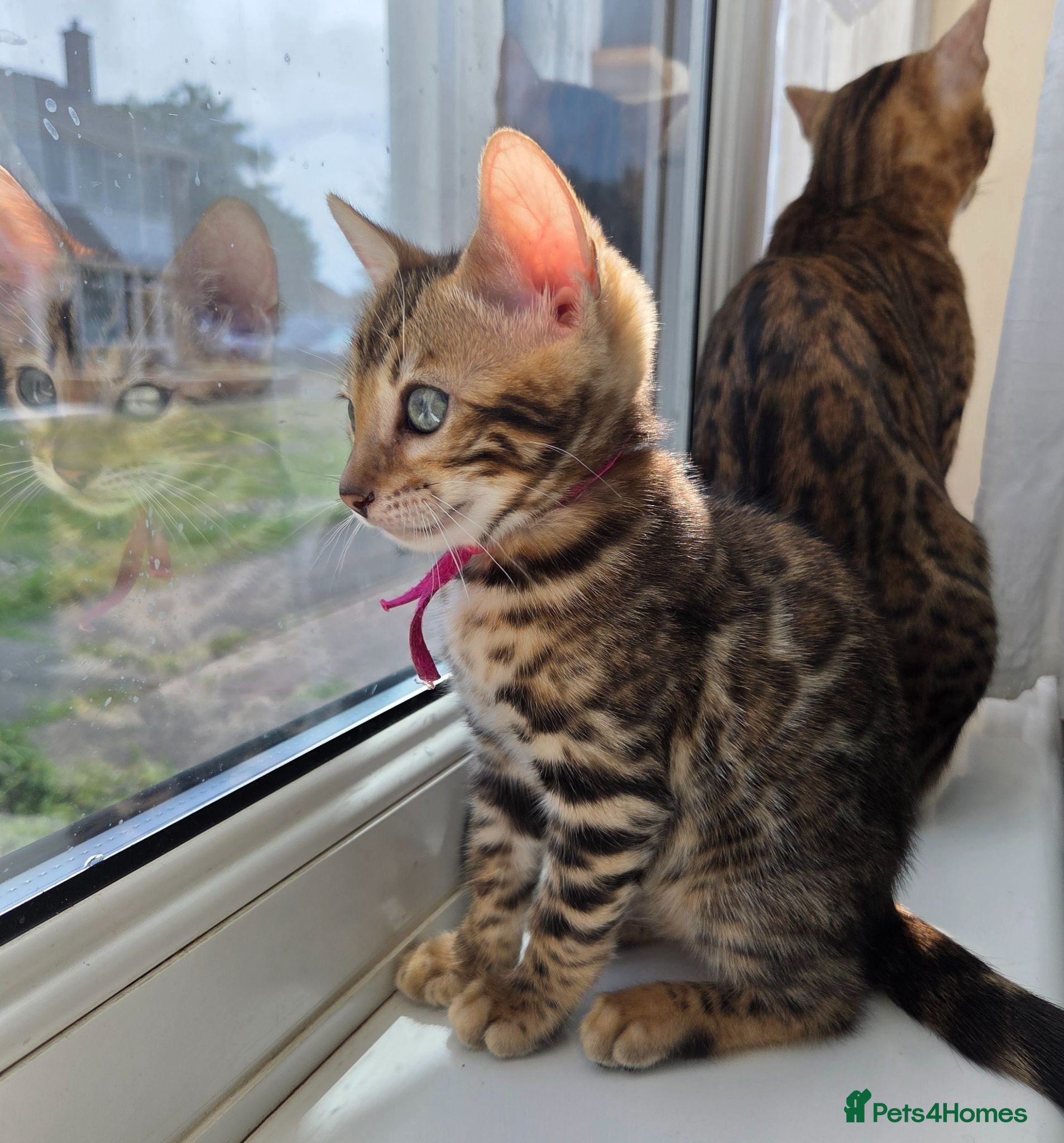Bengal cats ⚜️Bengal kittens Tica registered ⚜️ - Advert 4