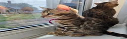 Bengal cats for sale: ⚜️Bengal kittens Tica registered ⚜️ - Advert 1