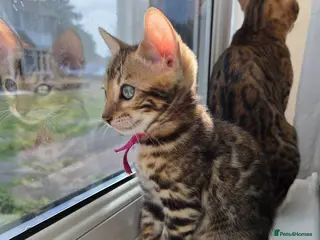 Bengal cats ⚜️Bengal kittens Tica registered ⚜️ - Advert 4