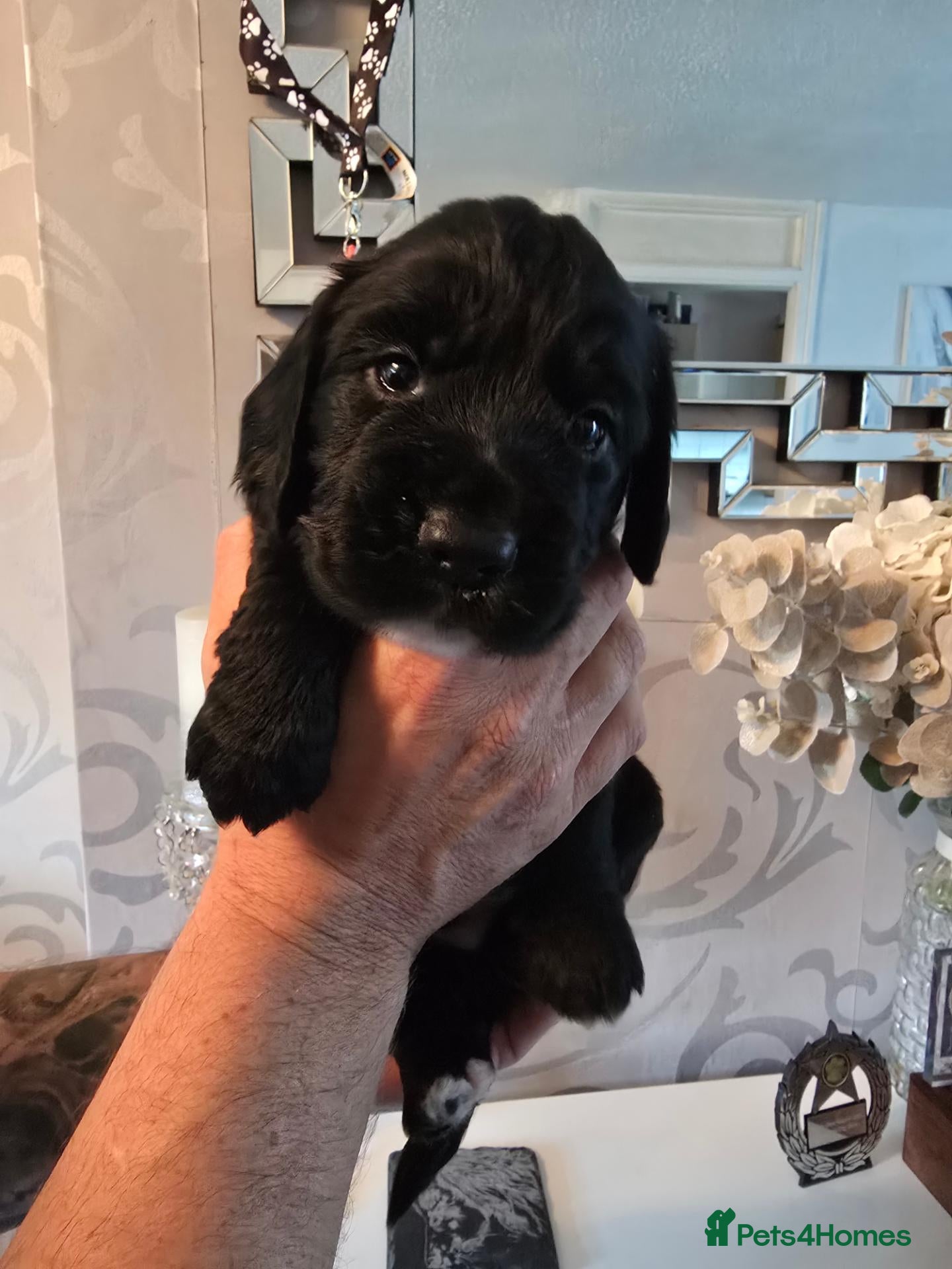 Cocker Spaniel dogs Pedigree Working cocker spaniel puppies for sale - Advert 1