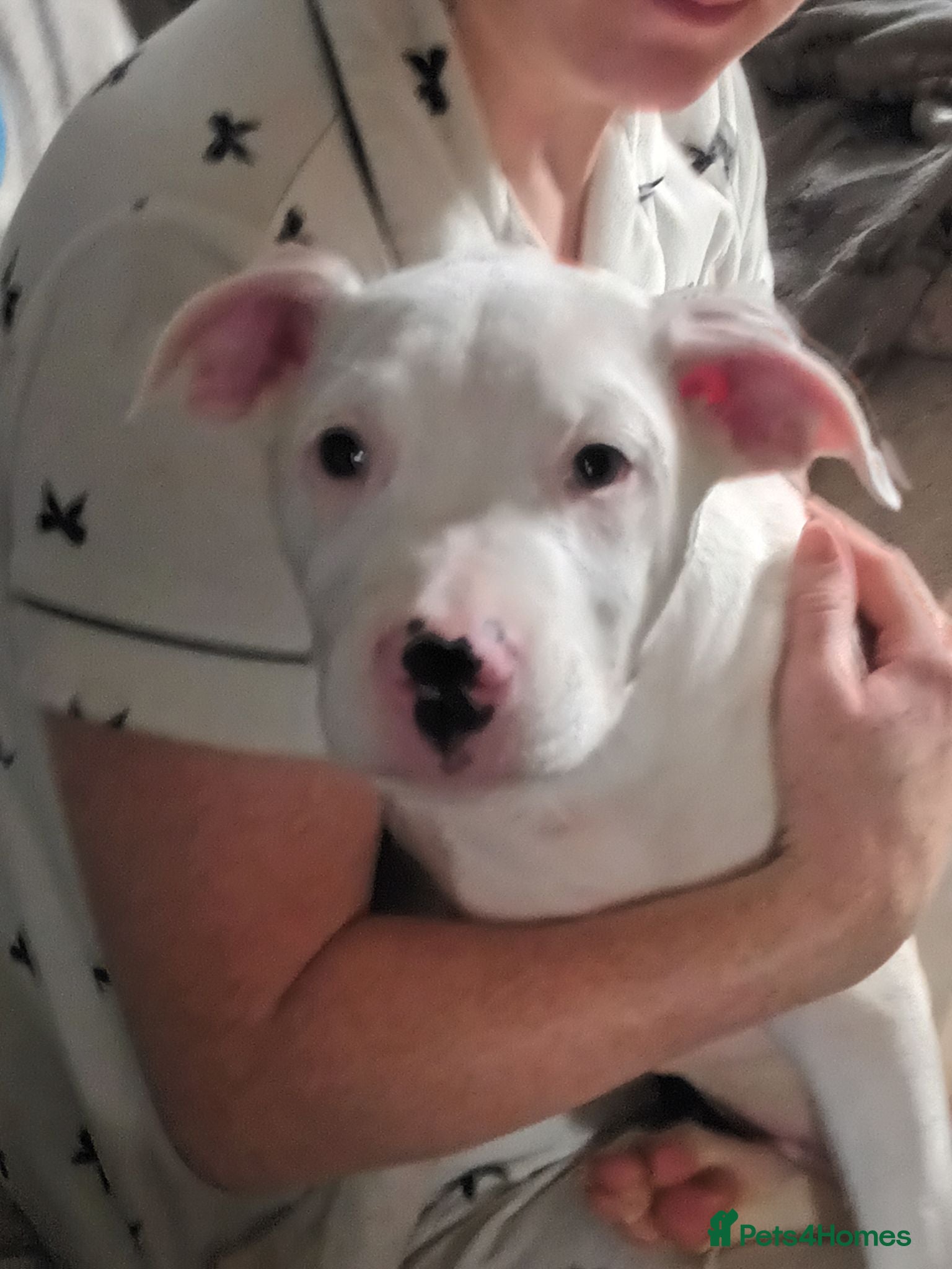 Mixed Breed dogs 1  left (boy) alpha blue bulldogs ready now - Advert 17
