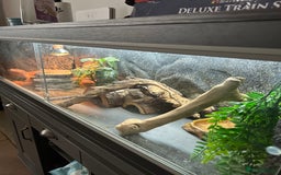 Bearded Dragon reptiles for sale: 1 Year old Bearded Dragon with full set up  - Image 5