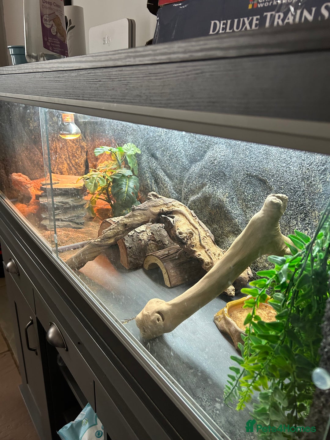 Bearded Dragon reptiles for sale: 1 Year old Bearded Dragon with full set up  - Image 5