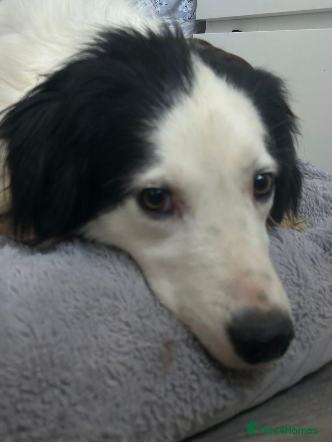 Mixed Breed dogs for adoption: Spotty - Norwich Norfolk  - Image 21