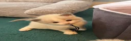 Ragdoll cats for sale: 4 beautiful ragdoll kittens  - Advert 8
