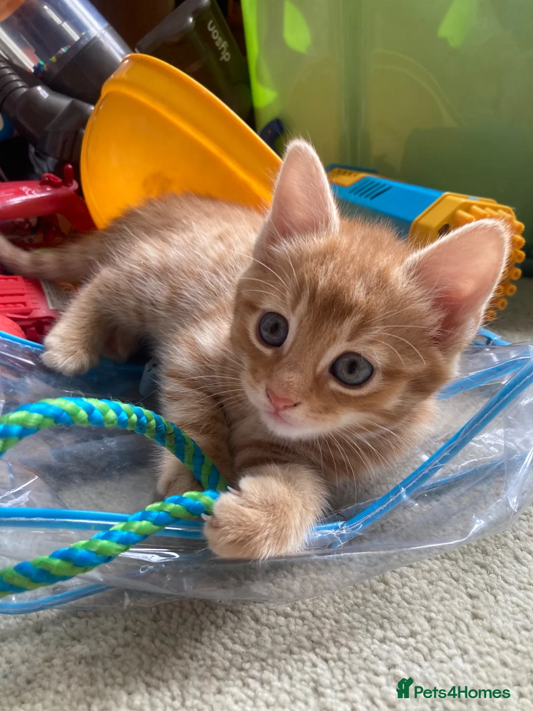 Maine Coon cats for sale: Kittens Maine coon  - Advert 2