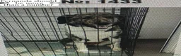 Mixed Breed dogs for adoption: Fernanda, 4 yrs approx. Available for adoption. in Brixham - Advert 10