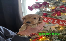 Cockapoo dogs for sale: 3 boy cockapoos  - Advert 4