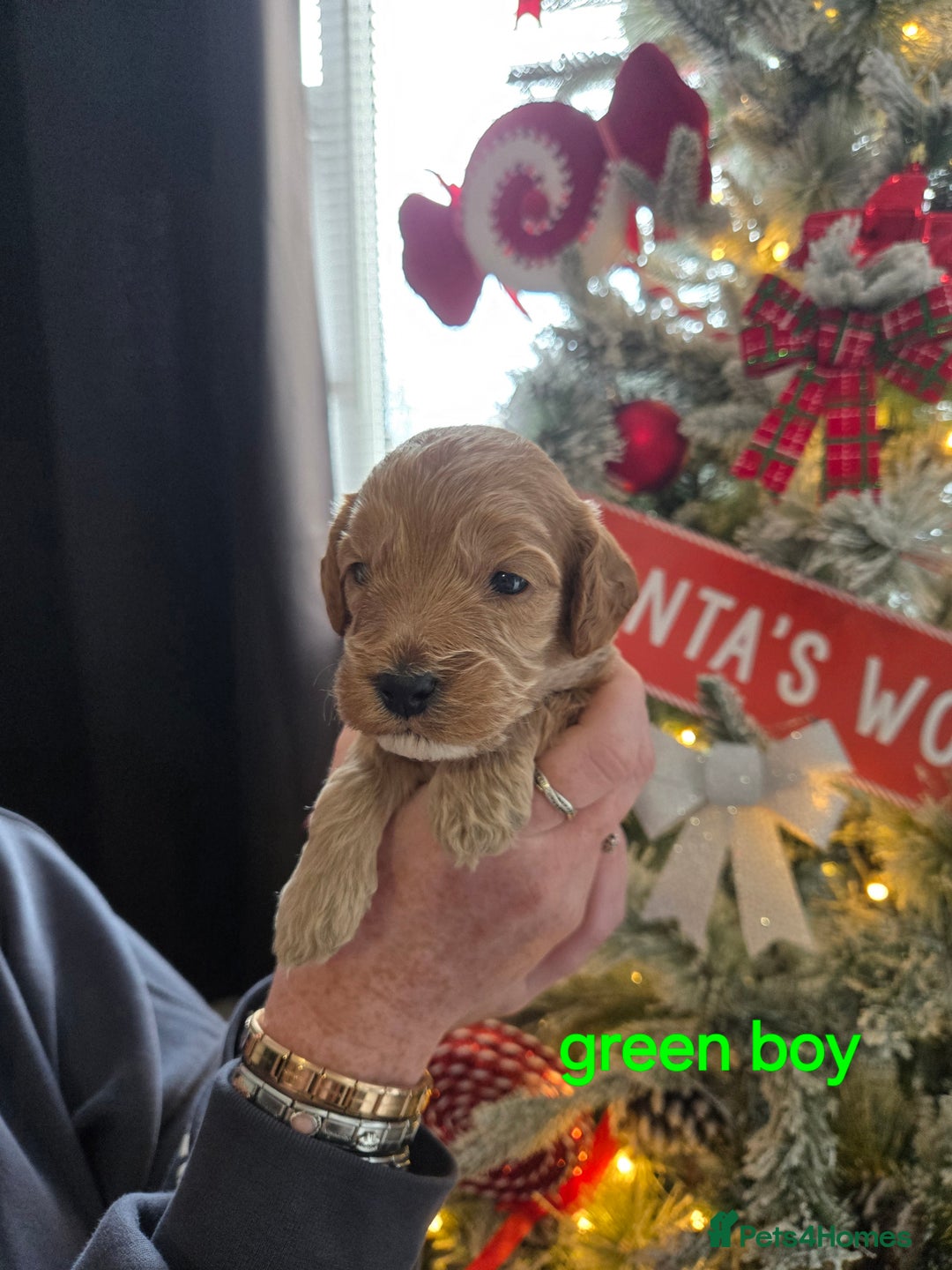 Cockapoo dogs for sale: 3 boy cockapoos  - Advert 4