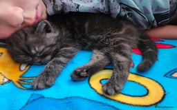 Scottish Fold cats for sale: Adorable Scottish fold Straight Ears Kittens  - Image 31