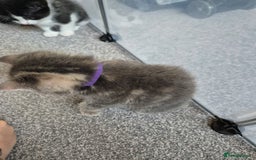 Mixed Breed cats for sale: Beautiful litter of 5 kittens  - Image 8