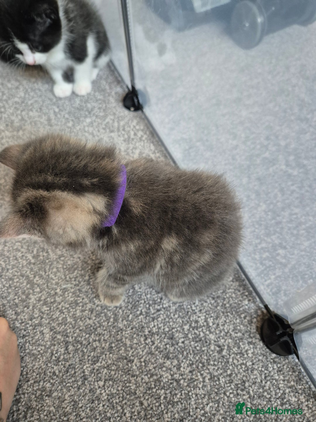 Mixed Breed cats for sale: Beautiful litter of 5 kittens  - Image 8