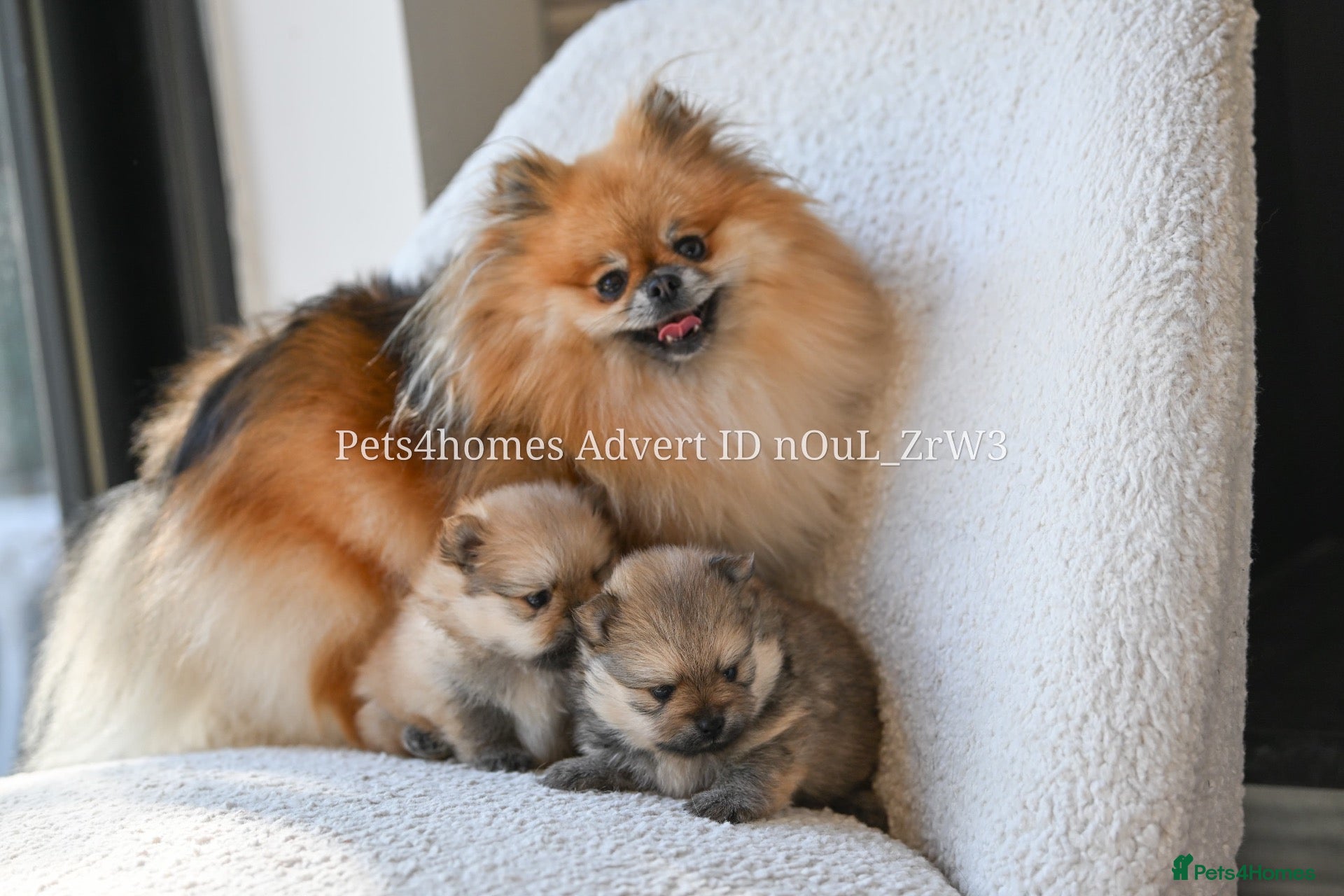Pomeranian dogs Gorgeous small Pomeranian puppies 🐻 - Advert 1