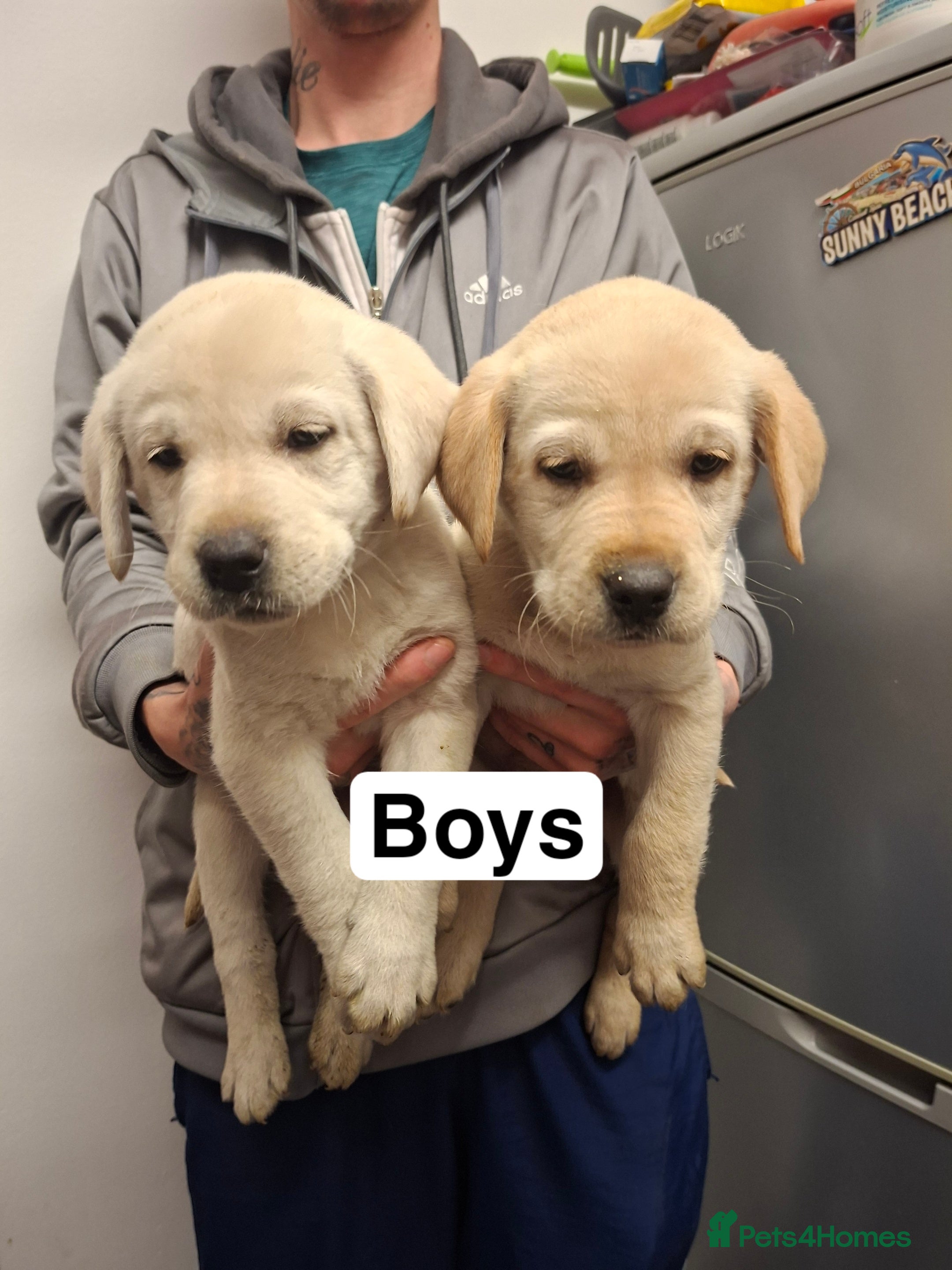 Labrador Retriever dogs Pedigree Labrador Golden Puppies - Advert 9