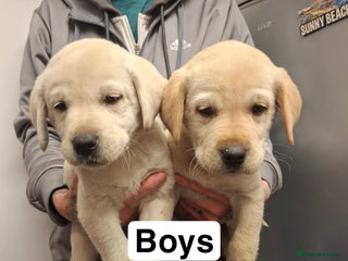 Labrador Retriever dogs Pedigree Labrador Golden Puppies - Advert 9