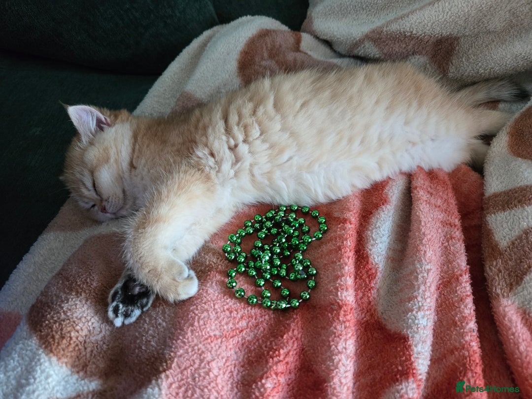 British Shorthair cats for sale: Beautiful Ruby - Advert 4